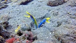 murene ruban Bali Abyss