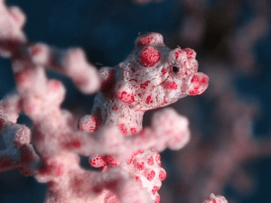 pygmy seahorse dive Bali