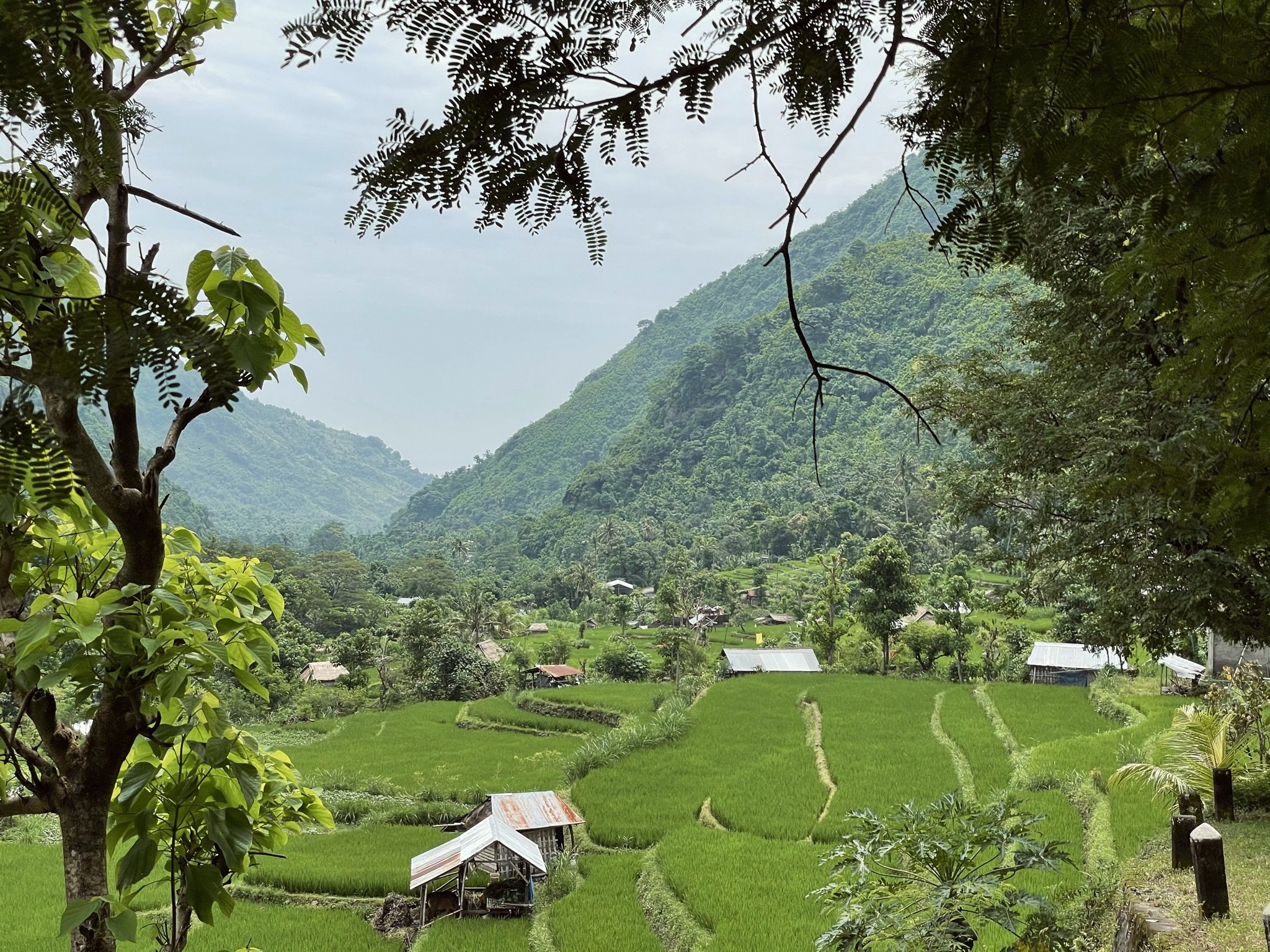 Rice fields Amed Bali