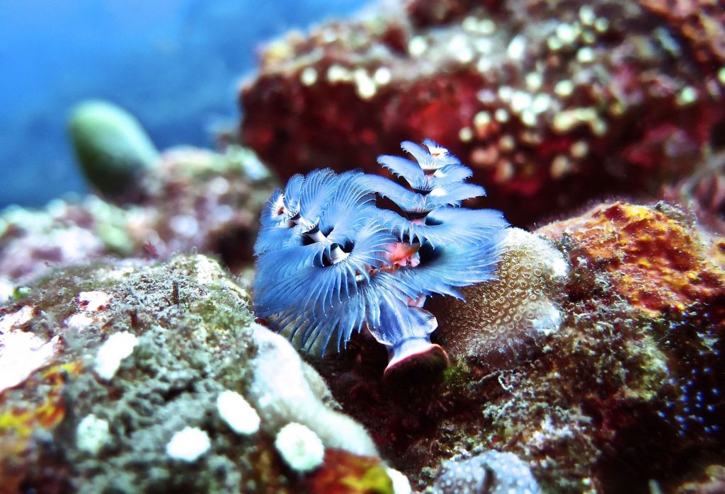 site de plongée Macro batu Belah Bali