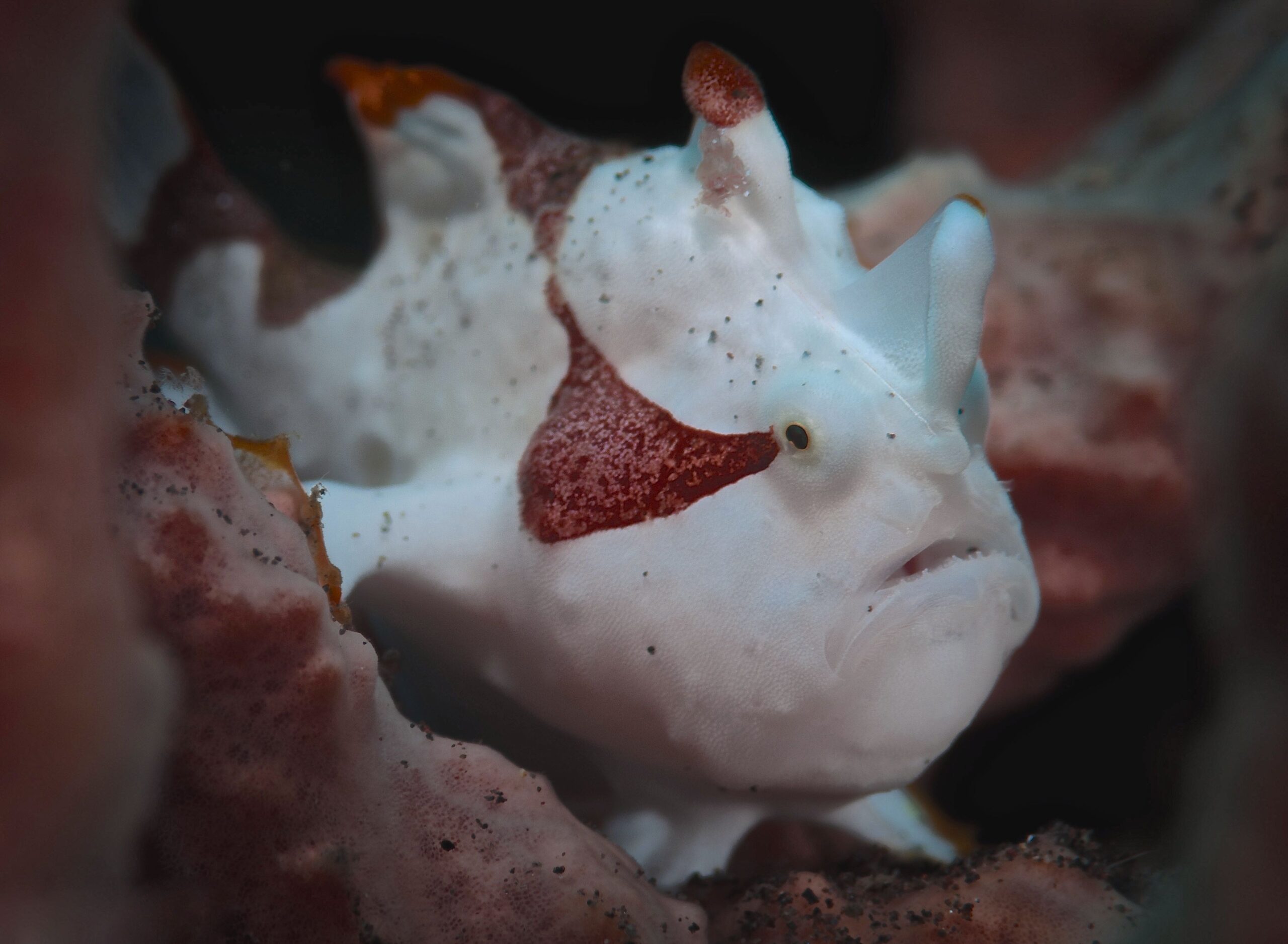 Frogfish